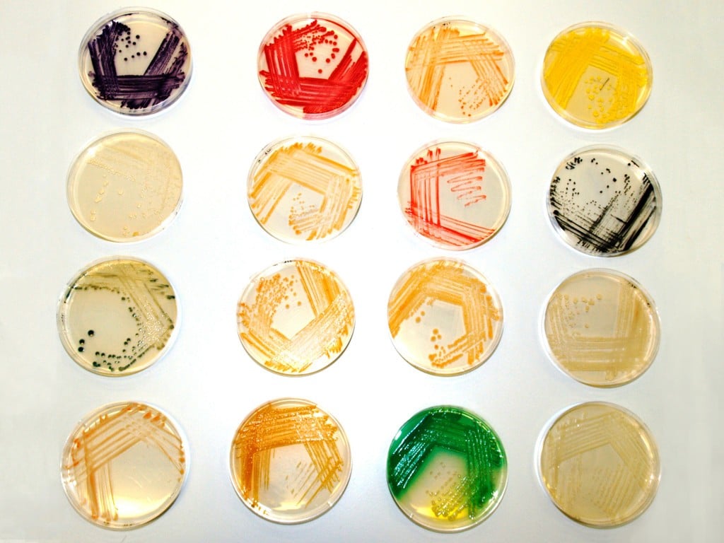 Bioart simon park origin species bacteria book