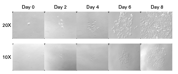 Clontech Single-cell Growth efficiency 4