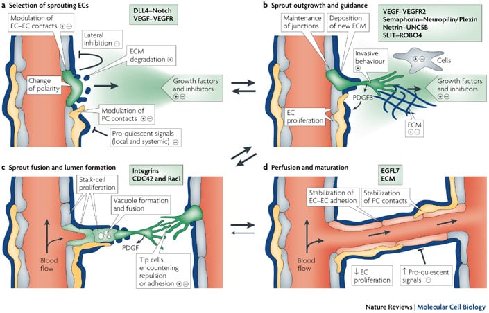 angiogenesis vegf mrna therapy cardiovascular disease