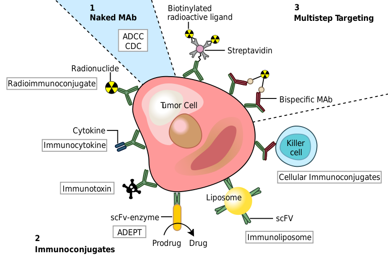 antibodies immunoconjugates targeting cancer