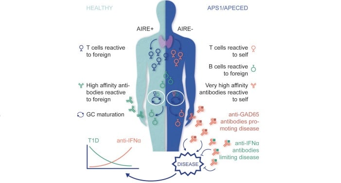 autoantibodies aire apeced immunoqure