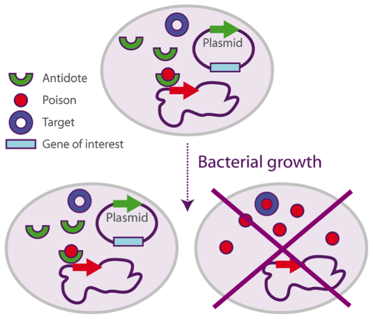 bacteria growth staby system