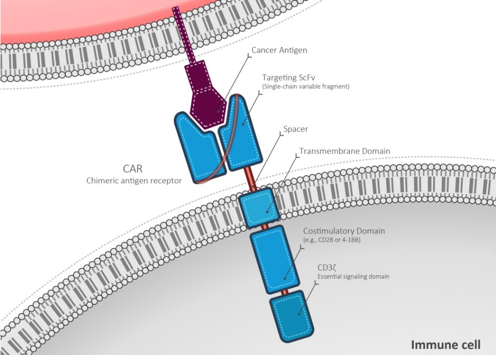 Cell Medica Delenex CAR