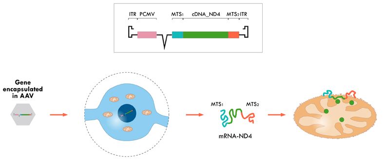 gensight gene therapy mitochondria targeting sequence