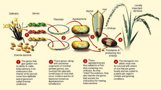 gmo golden rice gmo precision agriculture