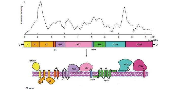 hepatitis c hcv universal vaccine e2 protein