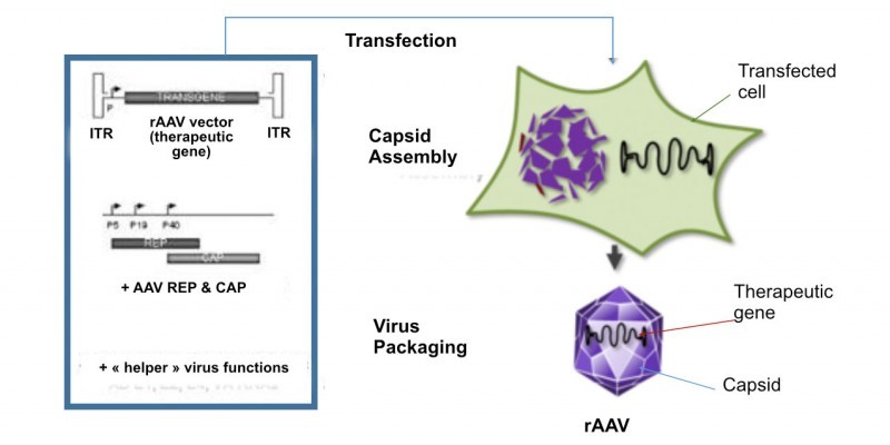 horama recombinant adeno-associated virus gene therapy