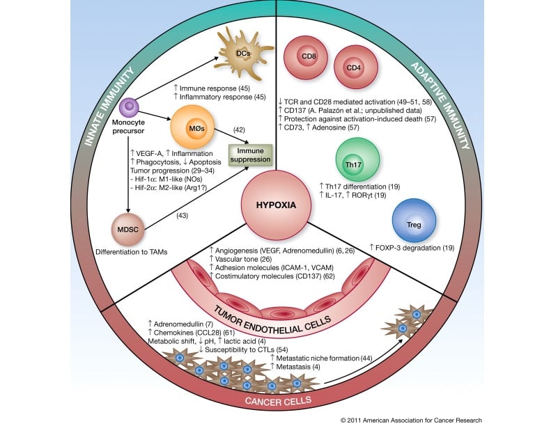 hypoxia cancer atovaquone ocr reduction