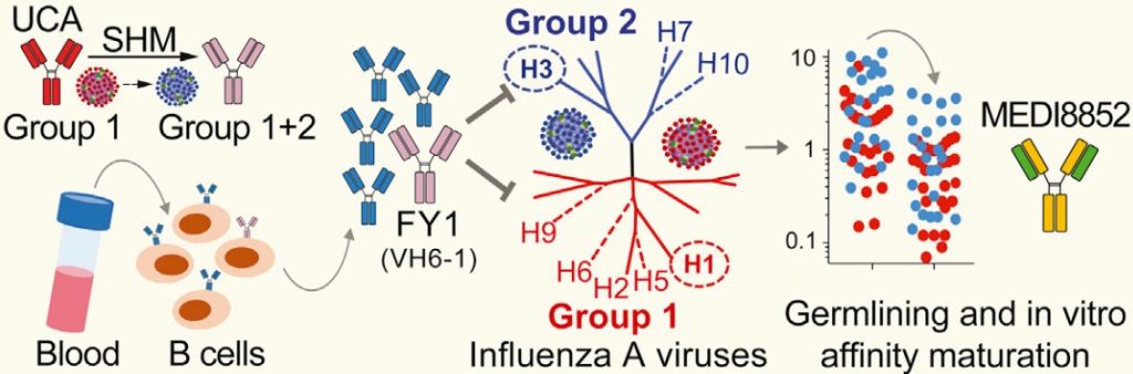 influenza a universal vaccine medi8852