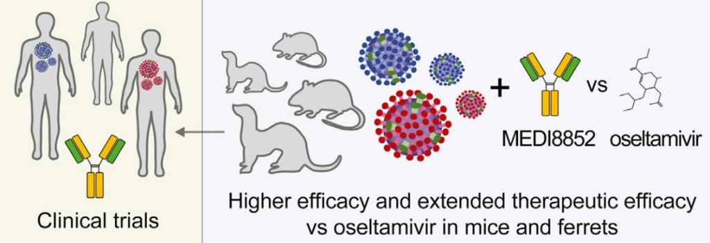 influenza a vaccine medi8852 oseltamivir