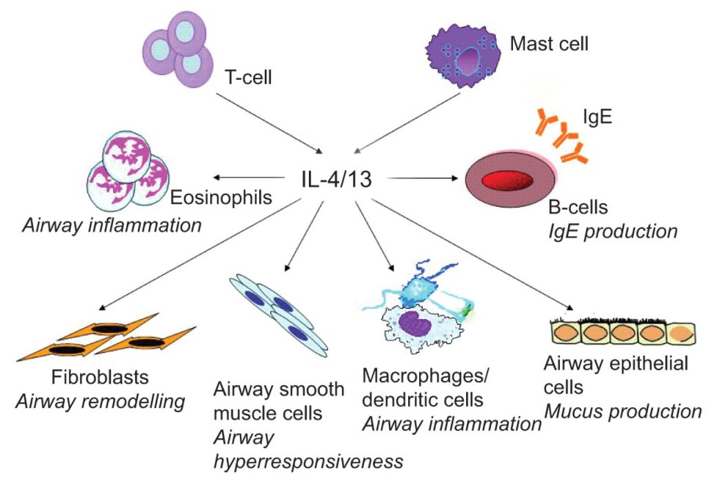 Fig. 1: Role of interleukin-13 in inflammation, in patients with severe asthma.