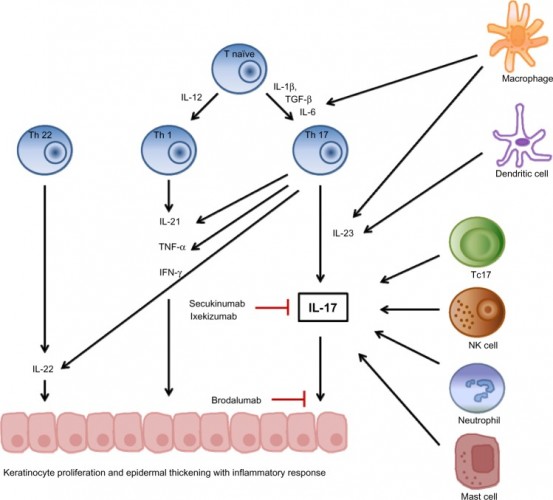 leo pharma astrazeneca il17 brodlumab psoriasis