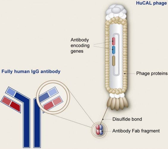 morphosys hucal novartis thrombosis antibody