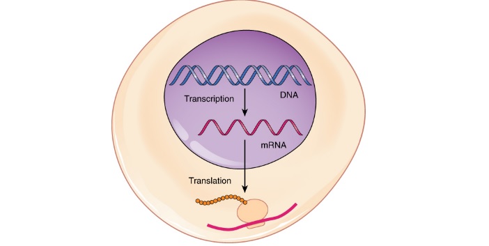 mrna therapies trancription translation moderna