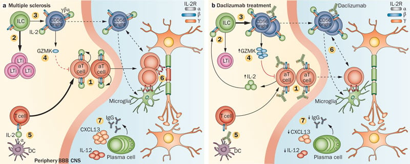 Zinbryta multiple sclerosis biogen abbvie daclizumab