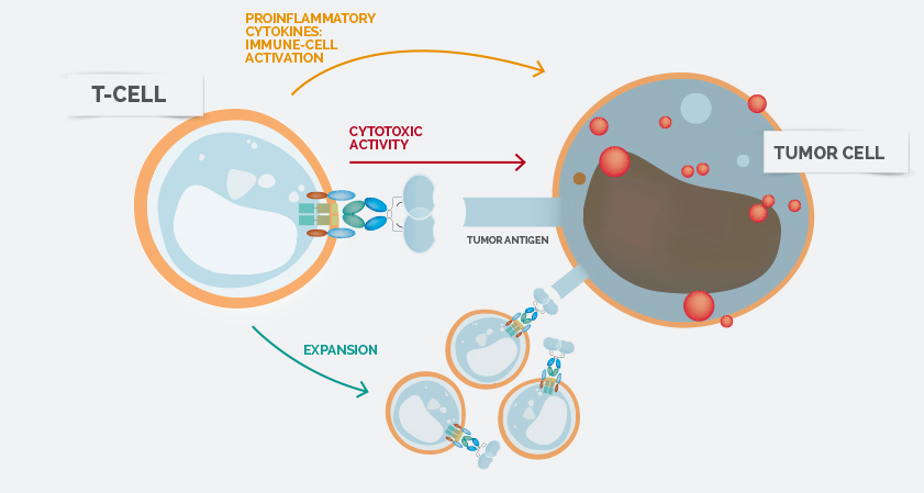 NK Killer cells Celyad ONO Biotech Therapy