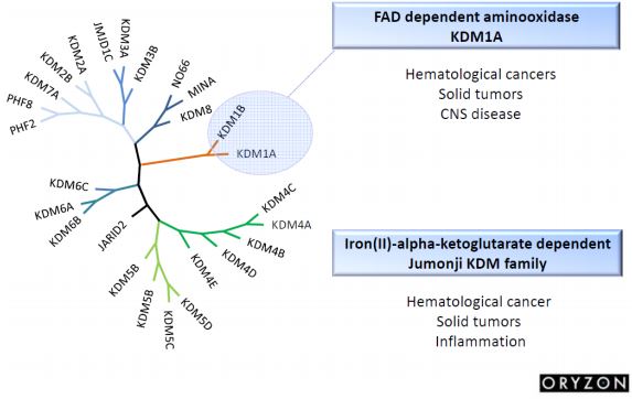 oryzon epigenetics biomarkers cancer neurodegeneration