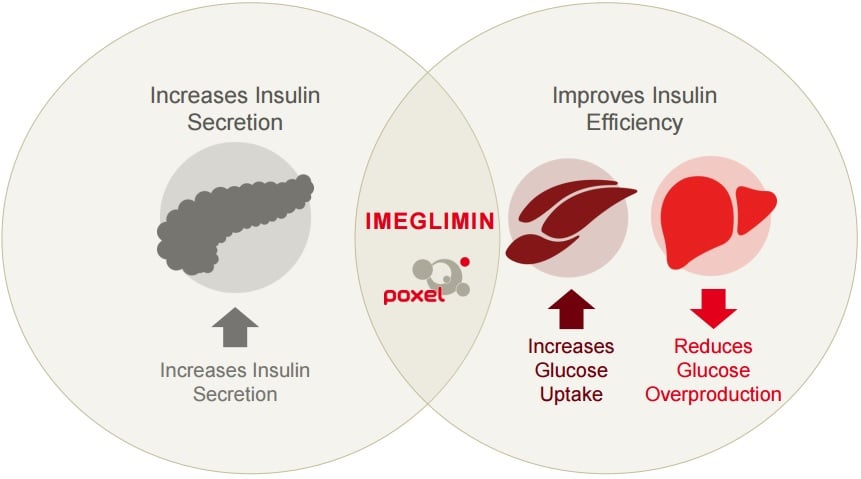 poxel imeglinin type 2 diabetes insulin efficiency