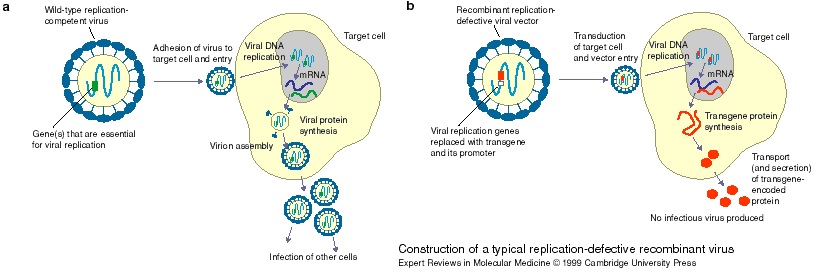 replication defective virus vaccines hcmv