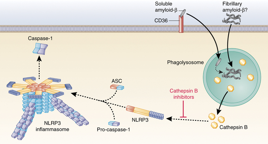 Selvita Nodthera Biotech Inflammasome NLPR3 alzheimer's