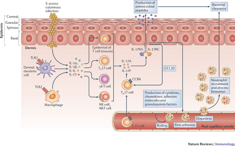 Micreos staphylococcus biotech 