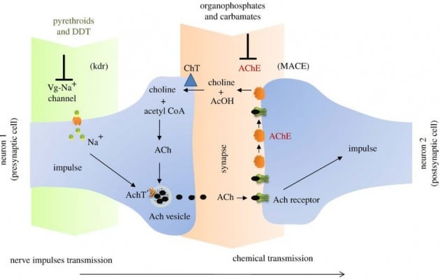 synthetic insecticides mechanism of action resistance