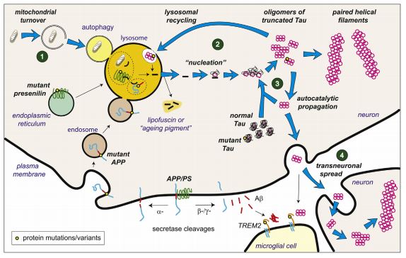 tau aggregation pathway alzheimer's therapy