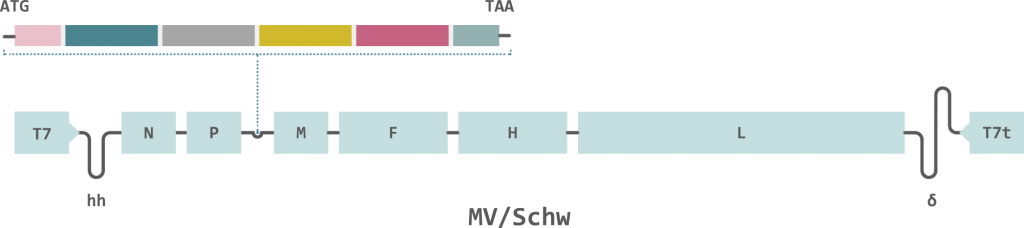 Themis zika vaccine measles