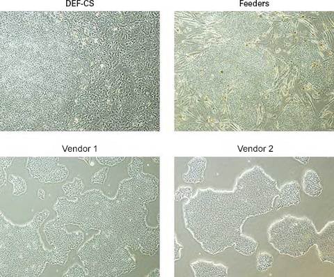 diagram comparaison single-cell proliferation