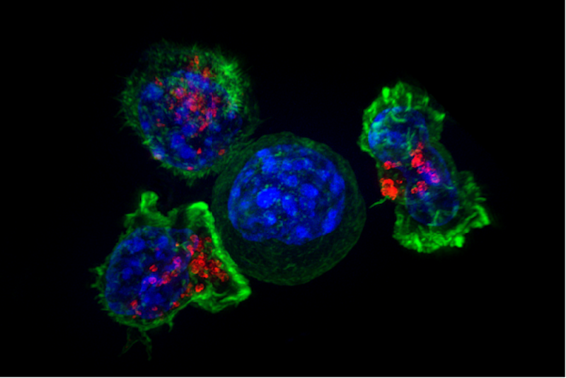 Figure 1. T Cells surround a cancer cell.