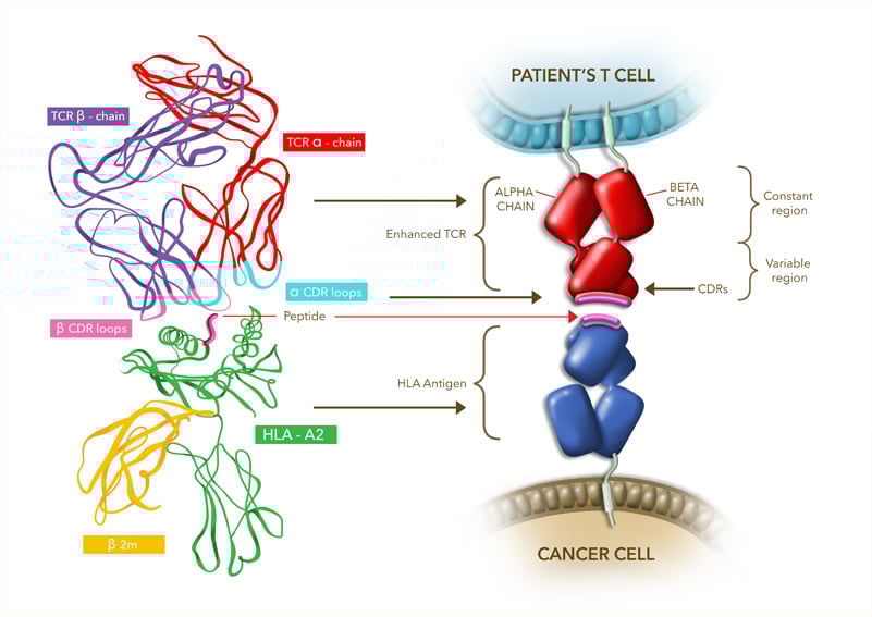 adaptimmune tcr therapy fda liposarcoma