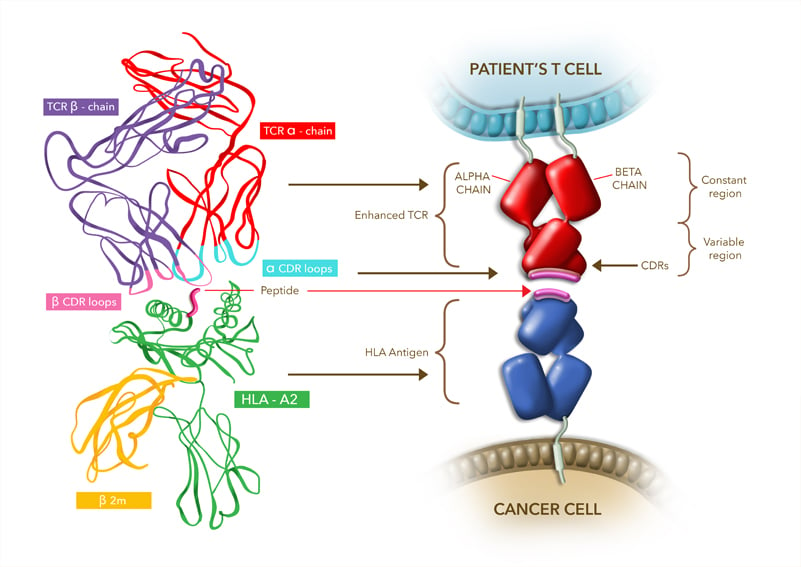 adaptimmune tcr therapy fda liposarcoma