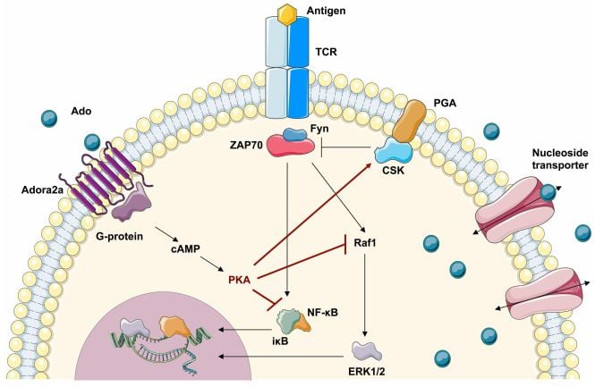 adenosine immunosupression ada-scid strimvelis