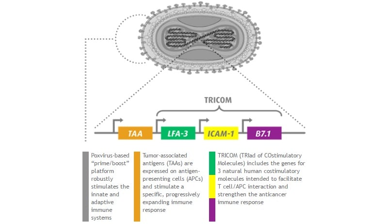 bavarian nordic vaccine tricom immunotherapy combo