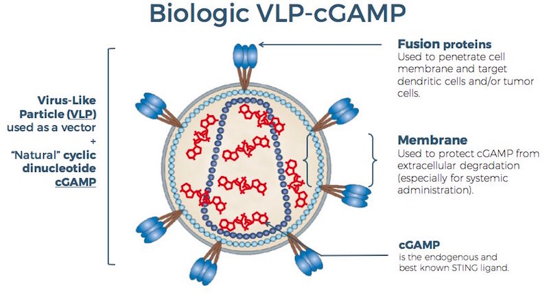 biological_cgamp_stimunity_sting