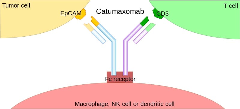 bispecific antibodies mechanism action hiv therapy