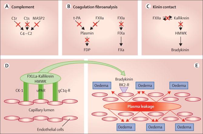 c1 complement system kallikrein bradykinin edema