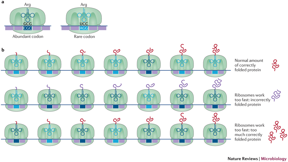 chemical dna application codon optimization