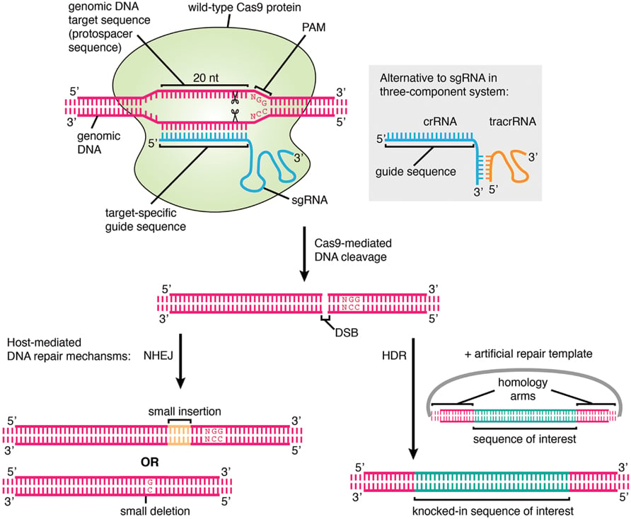 crispr gene editing biotech doping