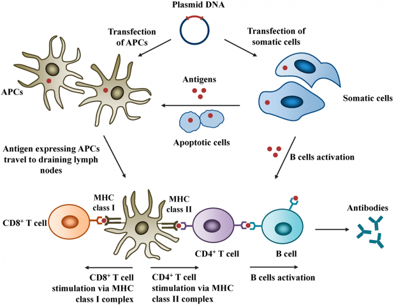 dna vaccines hepatitis b treatment