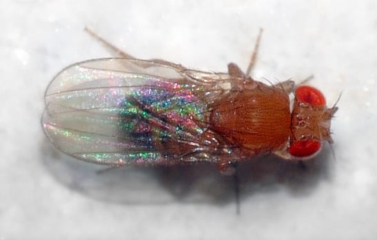 drosophila melanogaster biotech cell expression vaccines