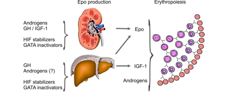 epo doping red blood cells gene doping