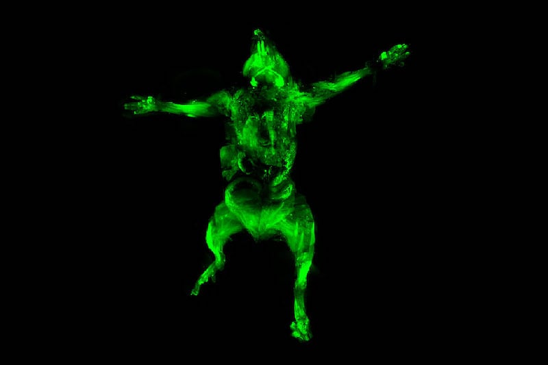 Figure 1. Laser image of a mouse post-uDISCO.