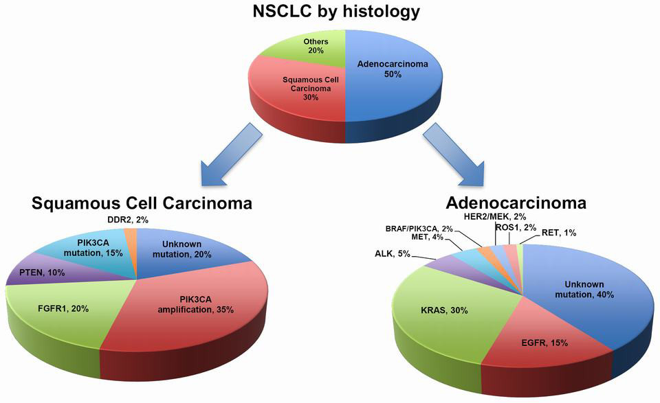 kras mutation nsclc adenocarcinoma drug