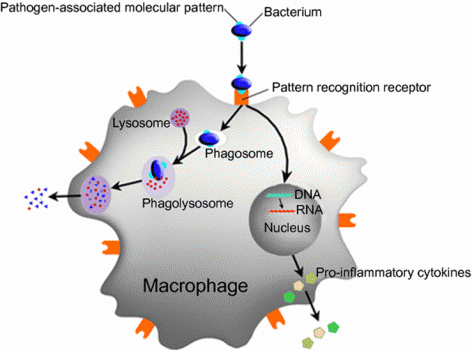 macrophage phagocytosis cytokines C13orf31 mutations