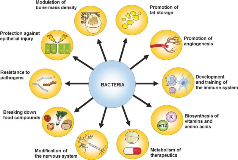 microbiome functions gut bacteria health