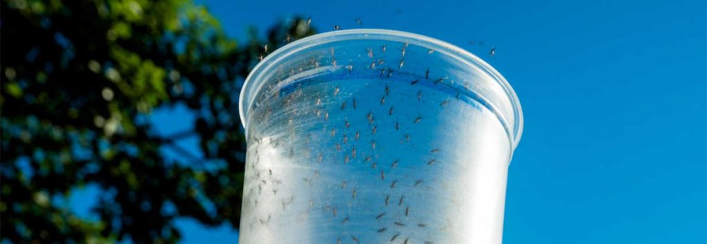 oxitec aedes aegypti grand cayman zika dengue