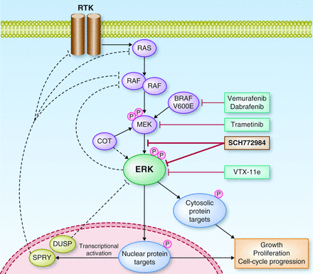 ras erk pathway cancer progression nsclc