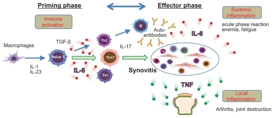 rheumatism physiology il-6 il-6r therapeutical target