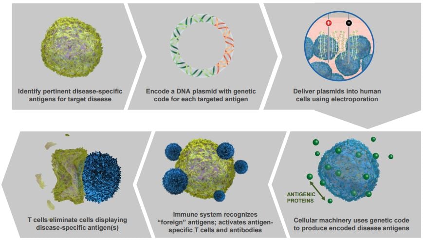 syncon inovio electroporation dna immunotherapy